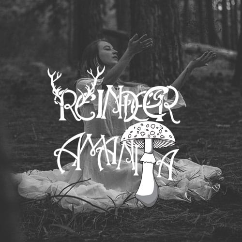 raindeer-amanita