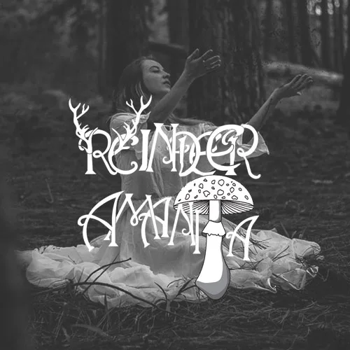 raindeer-amanita